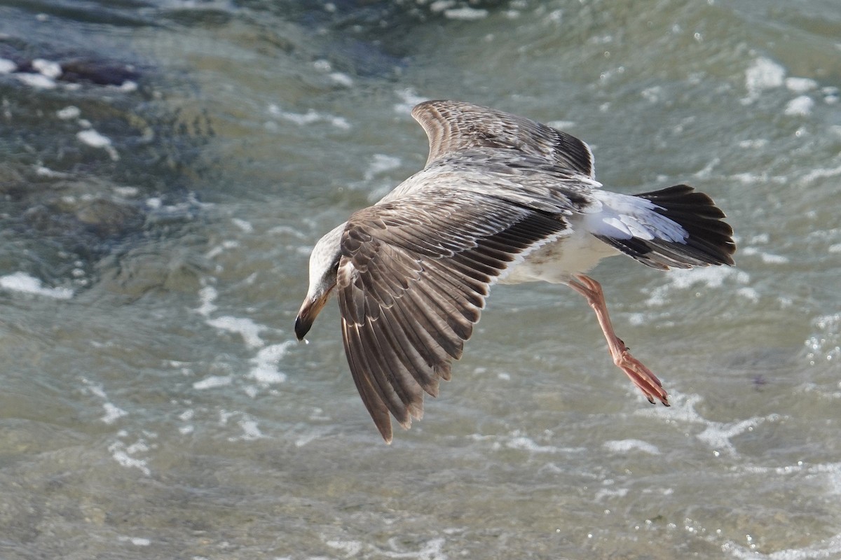 Larus sp. - ML638348675
