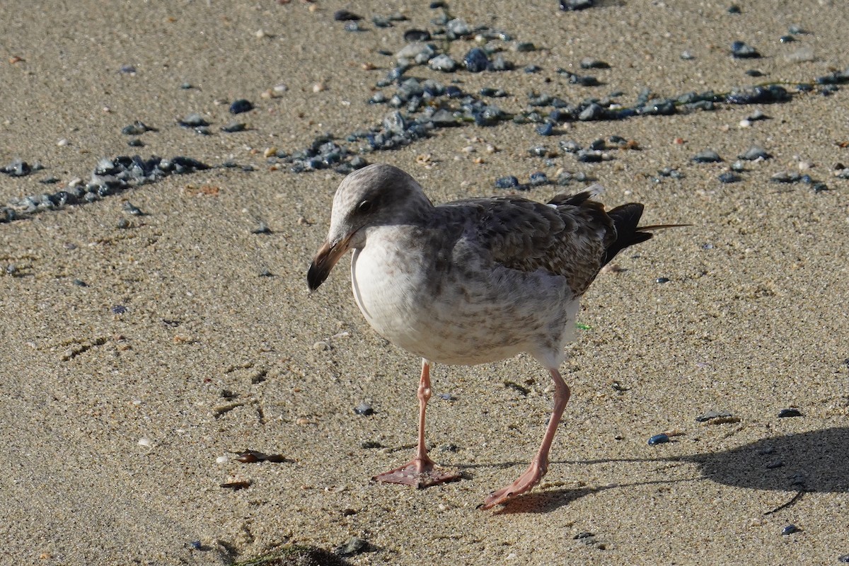 Larus sp. - ML638348676