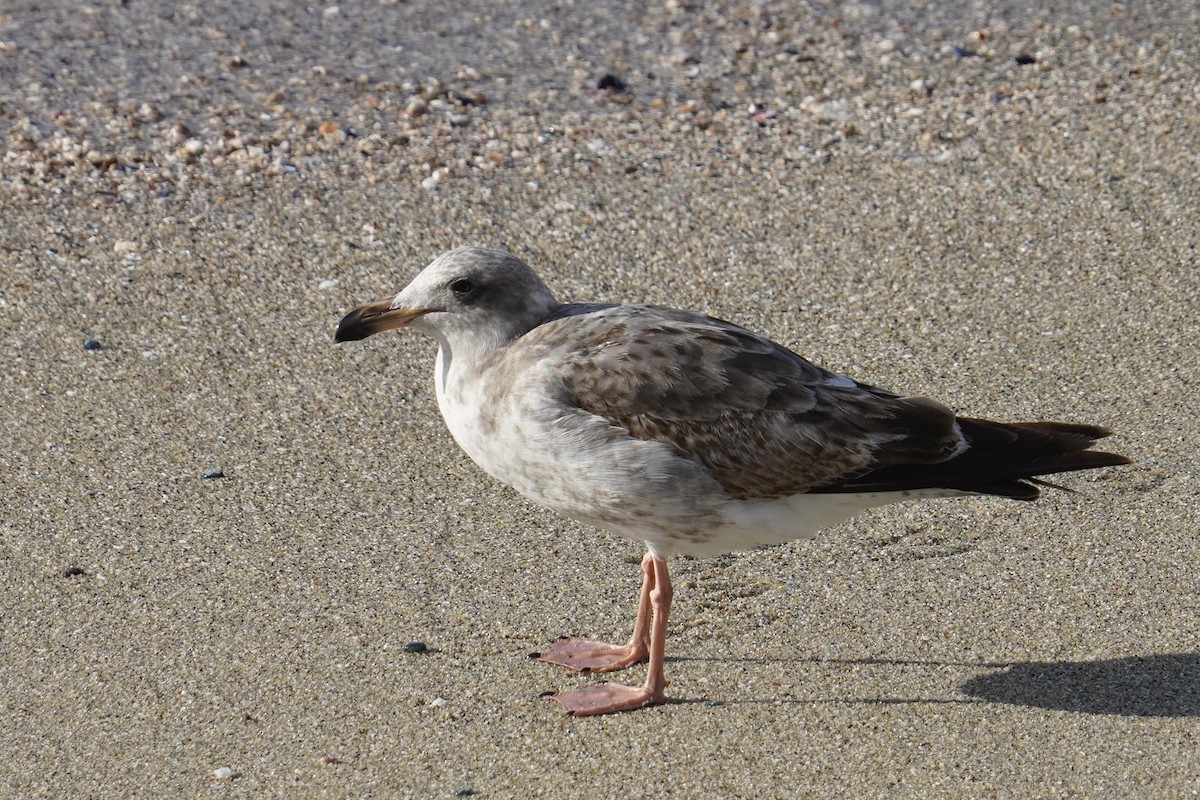 Larus sp. - ML638348678