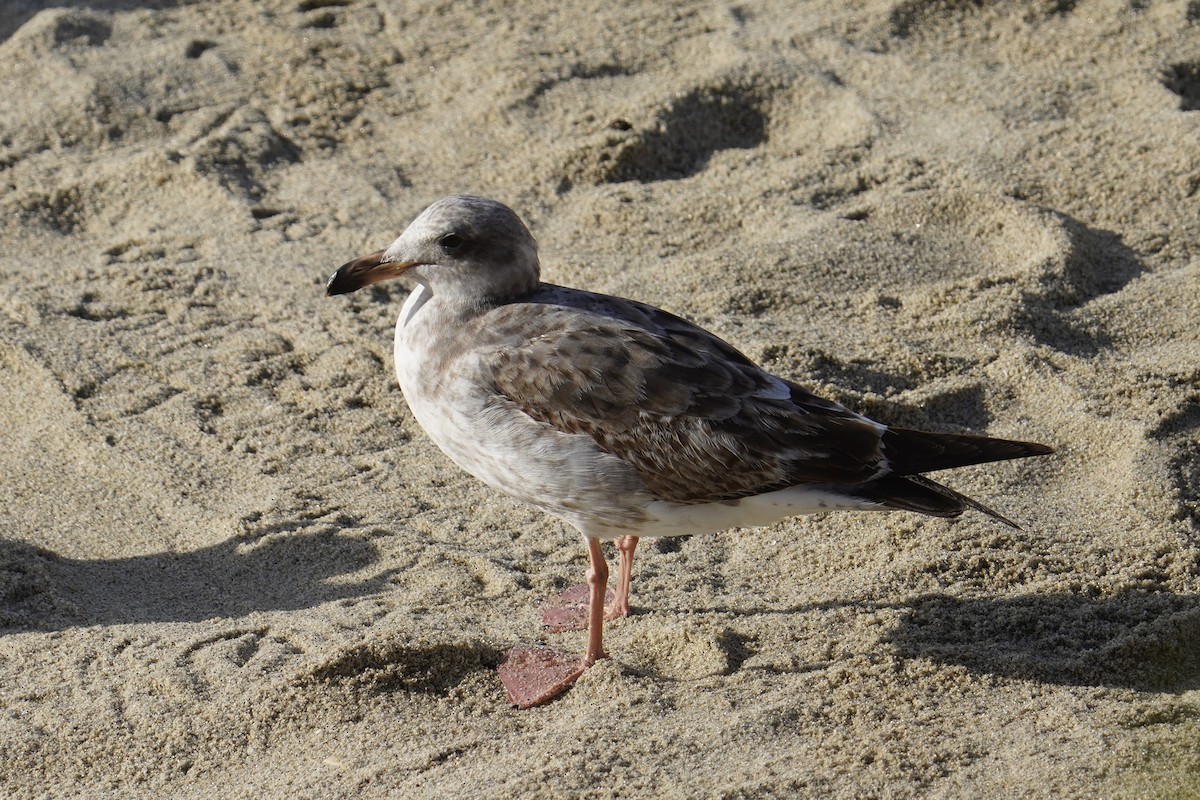 Larus sp. - ML638348679