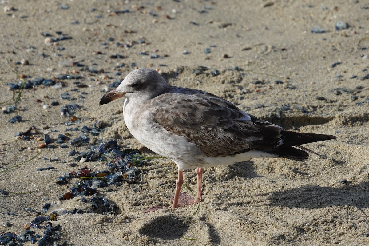Larus sp. - ML638348680