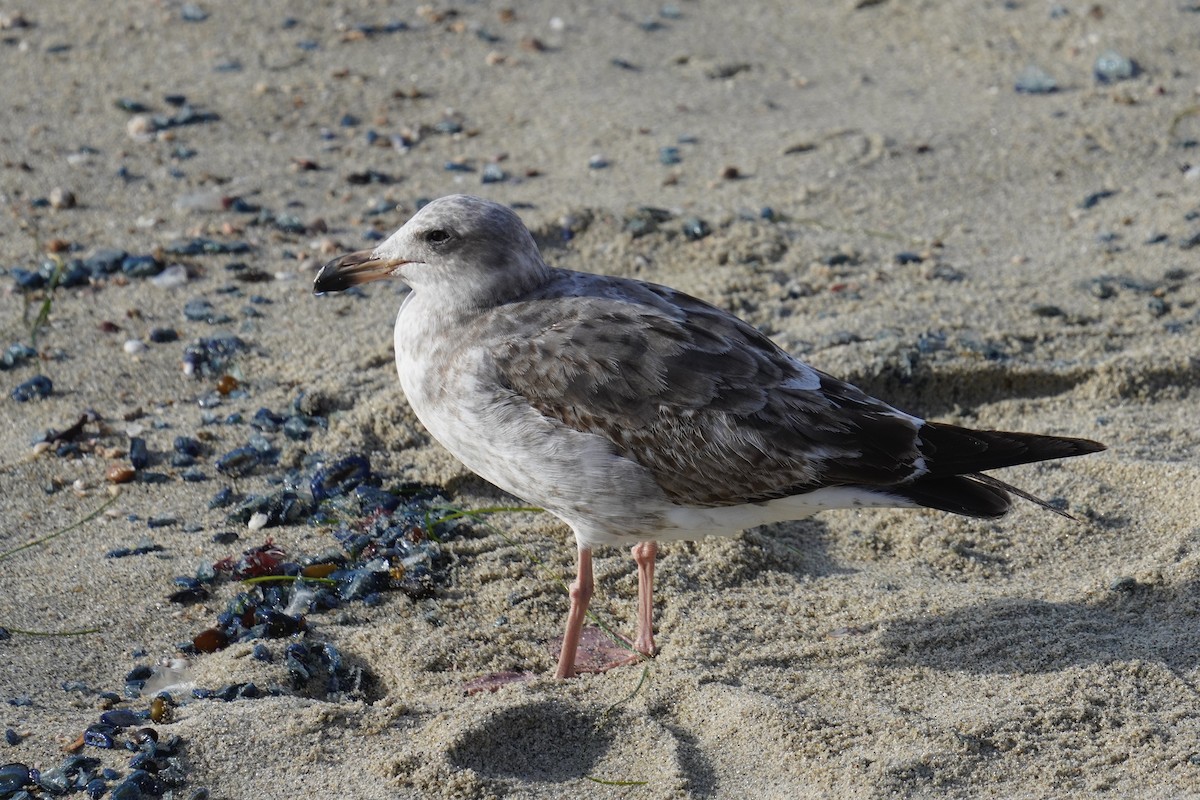 Larus sp. - ML638348681