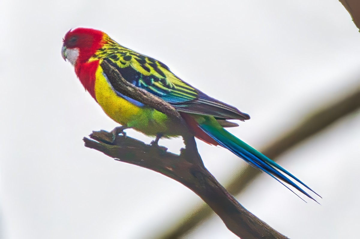 Eastern Rosella - ML638348682