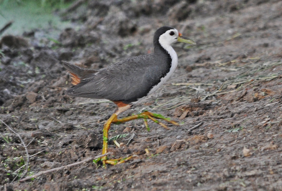 White-breasted Waterhen - ML638348685