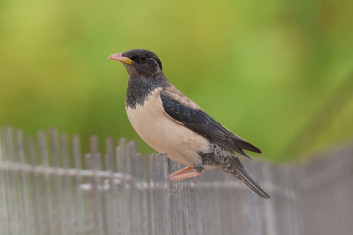 Rosy Starling - ML638348686