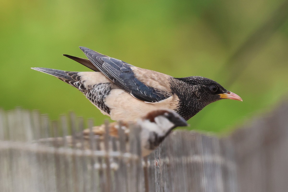 Rosy Starling - ML638348687