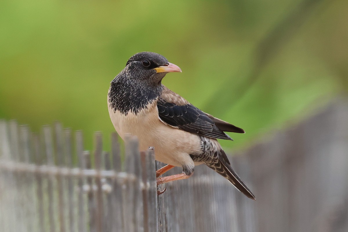 Rosy Starling - ML638348688