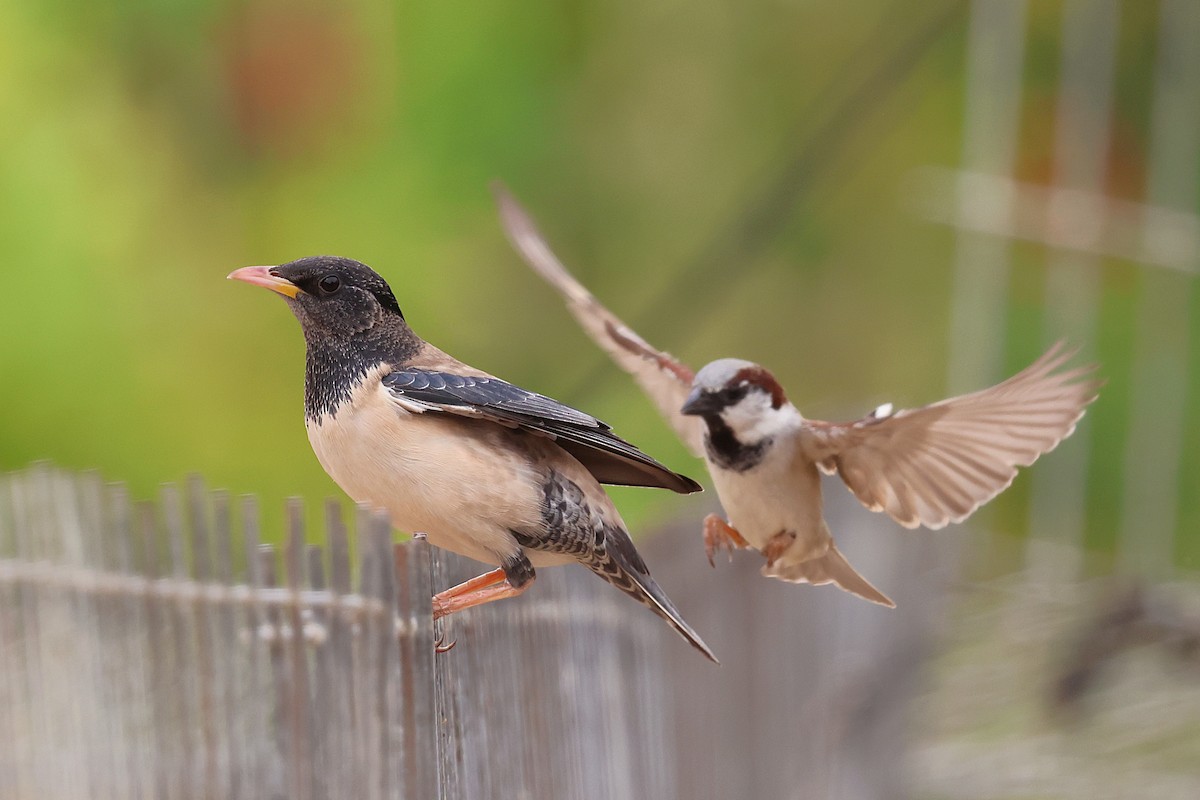 Rosy Starling - ML638348689