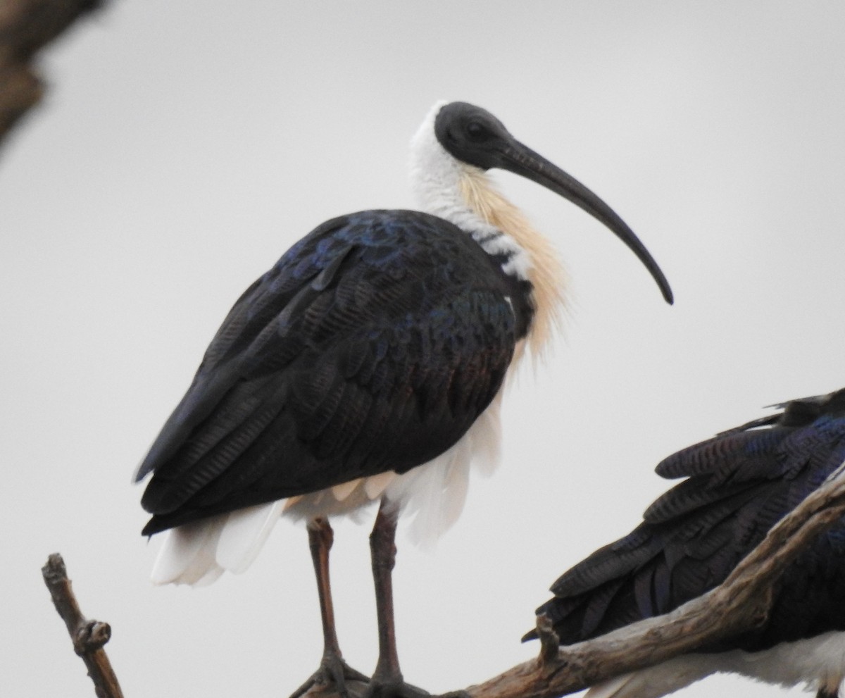 Straw-necked Ibis - ML638348690