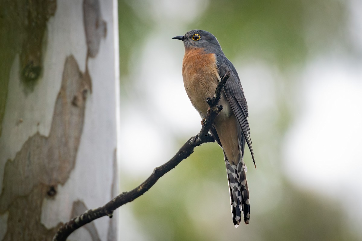 Fan-tailed Cuckoo - ML638348692