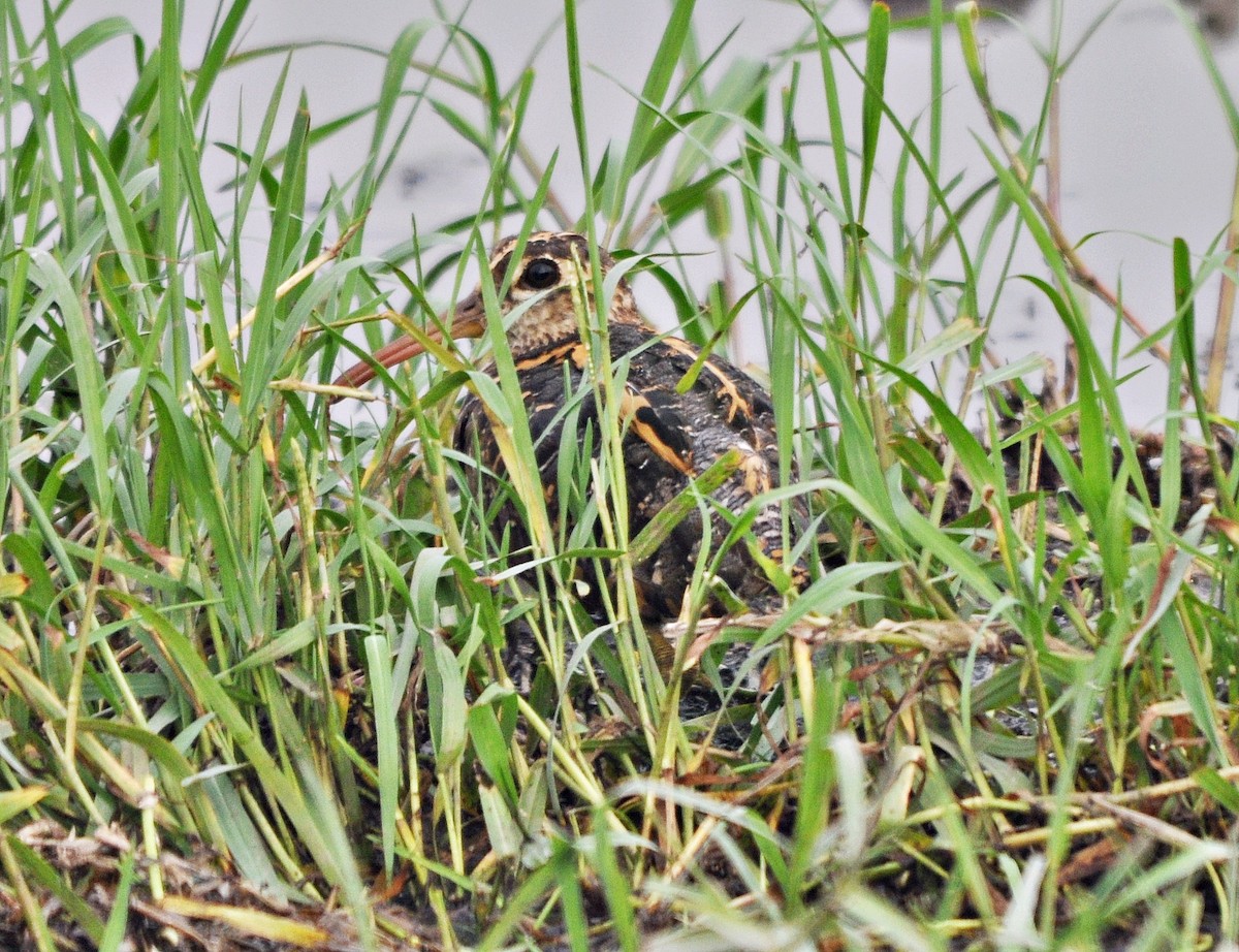 Greater Painted-Snipe - ML638348695