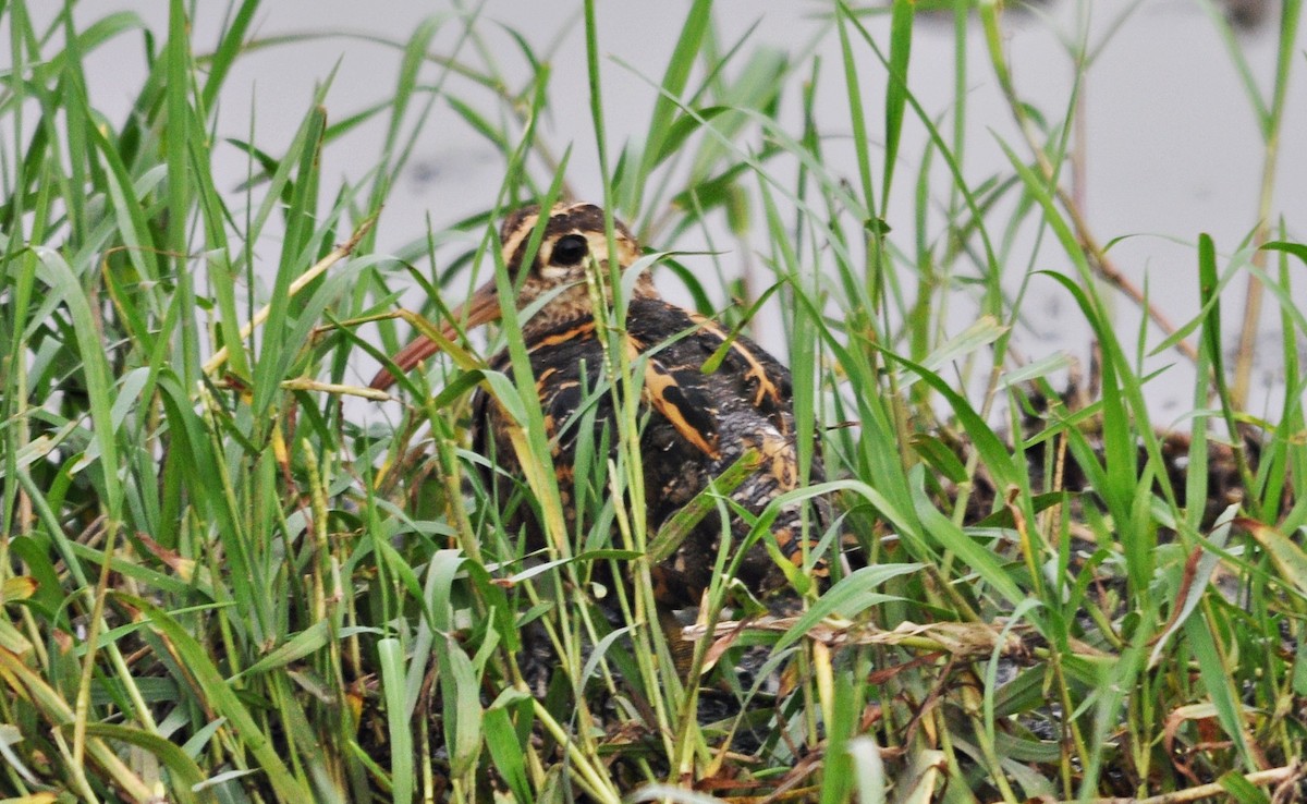 Greater Painted-Snipe - ML638348696