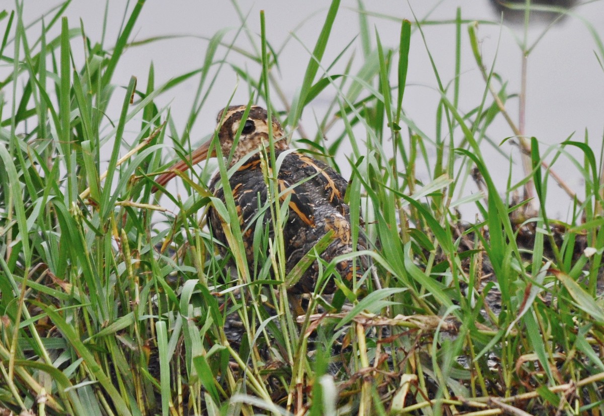 Greater Painted-Snipe - ML638348697