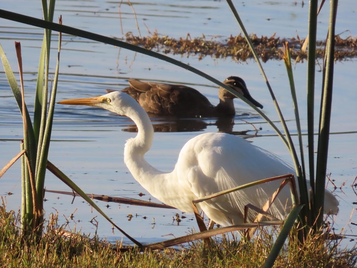 Great Egret - ML638348699