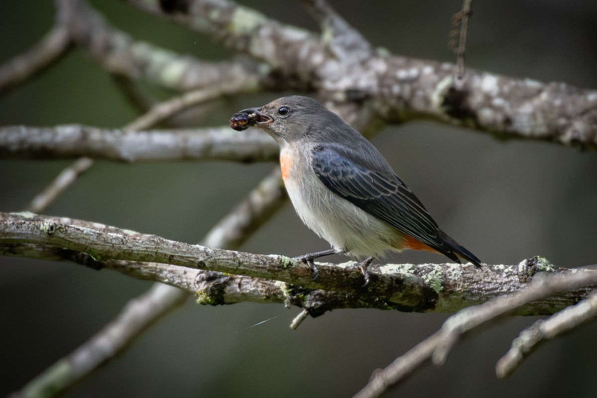 Mistletoebird (Australian) - ML638348701