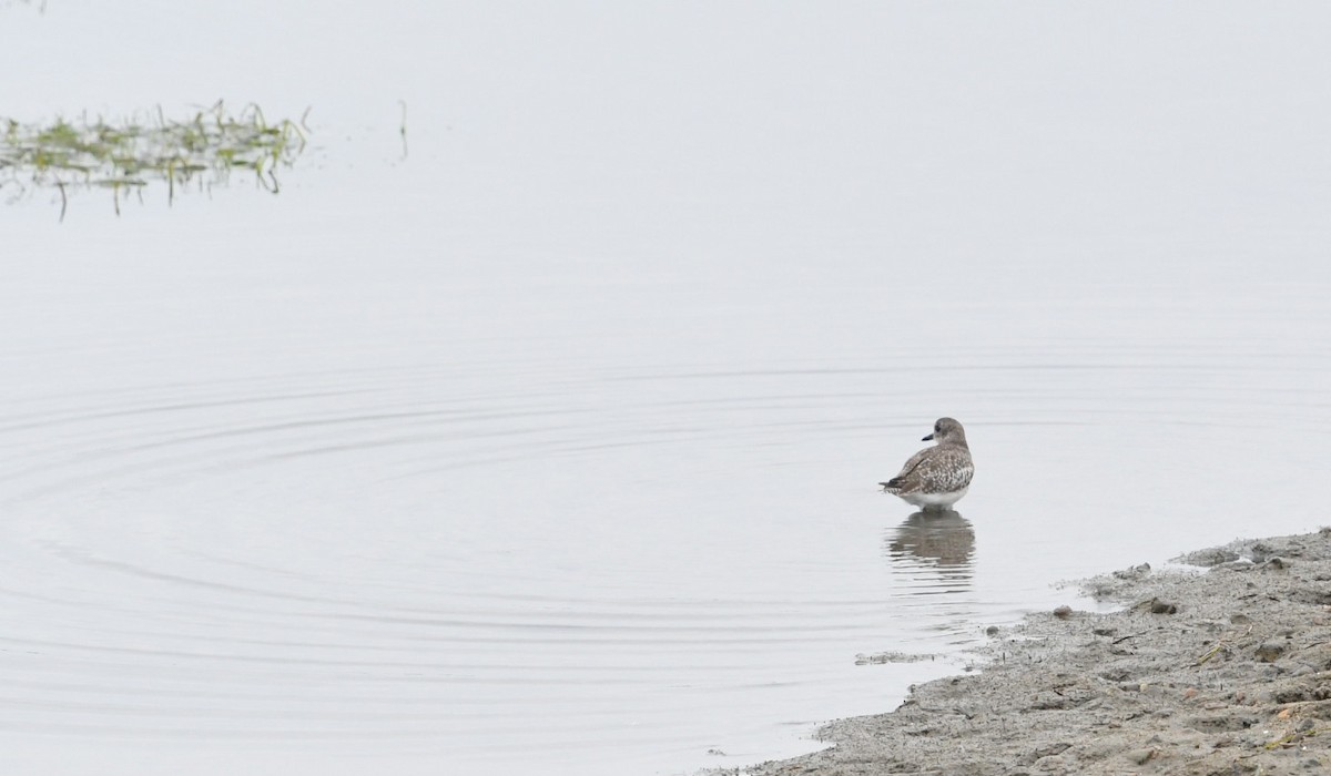 Black-bellied Plover - ML638348702