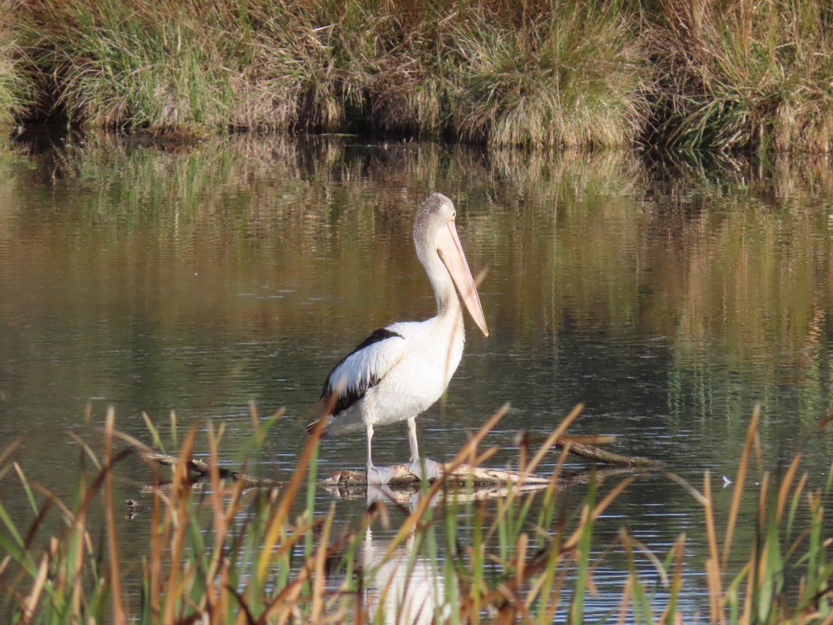 Australian Pelican - ML638348704