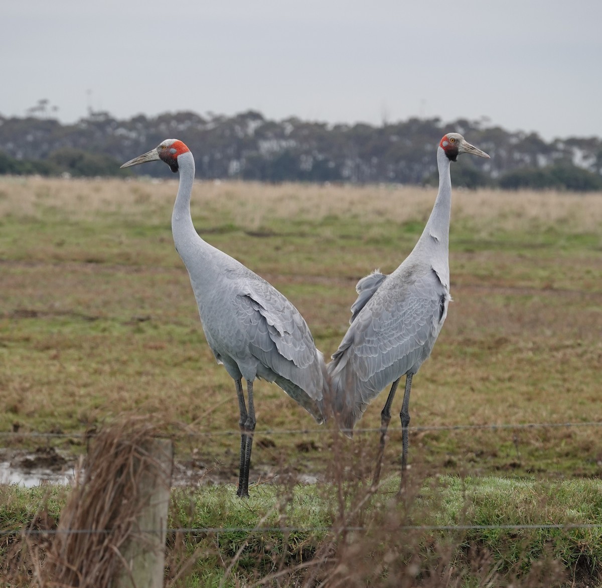Brolga Turnası - ML638348707