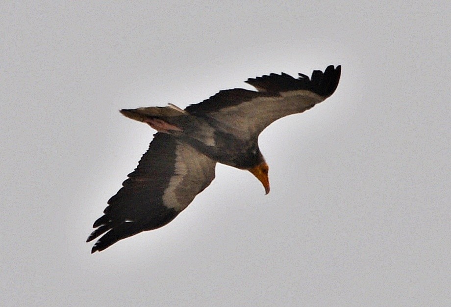 Egyptian Vulture - ML638348708
