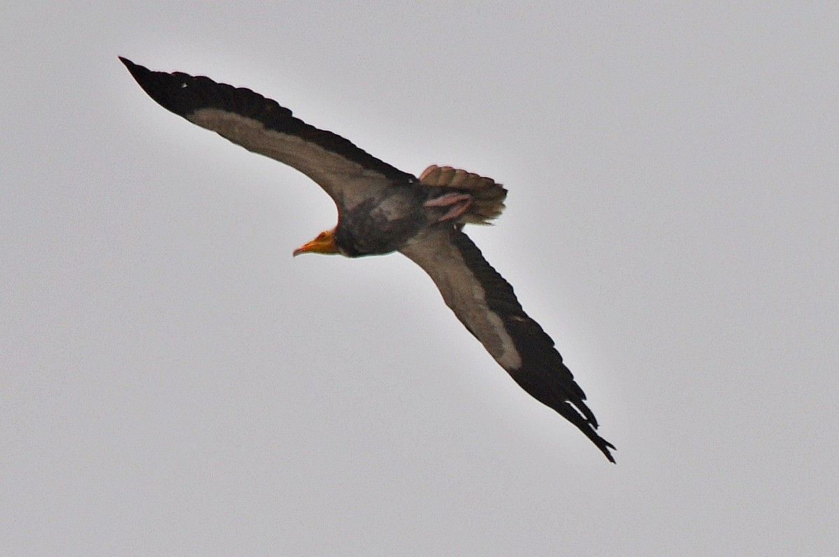 Egyptian Vulture - ML638348709