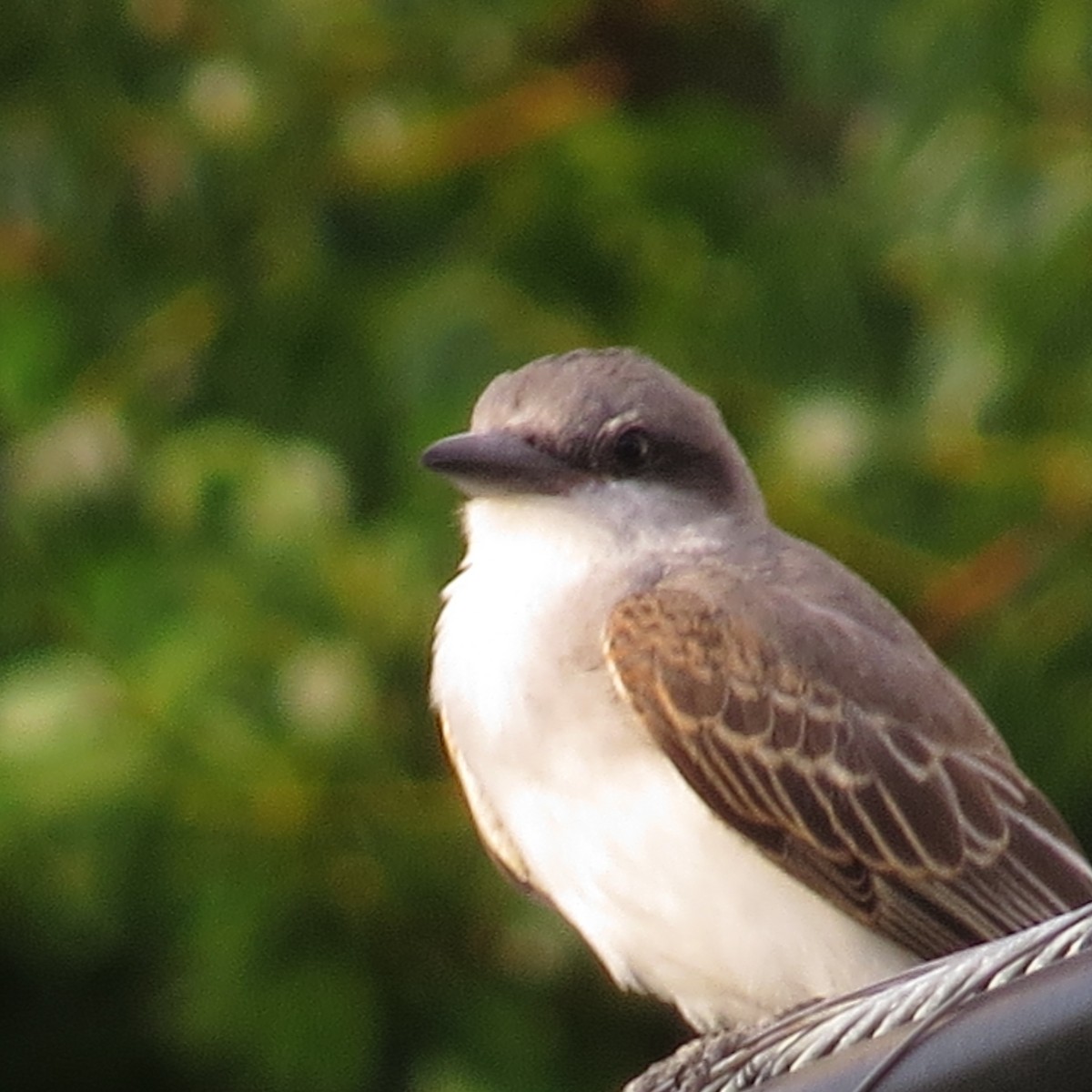 Gray Kingbird - ML63834871