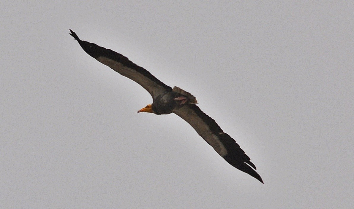 Egyptian Vulture - ML638348710