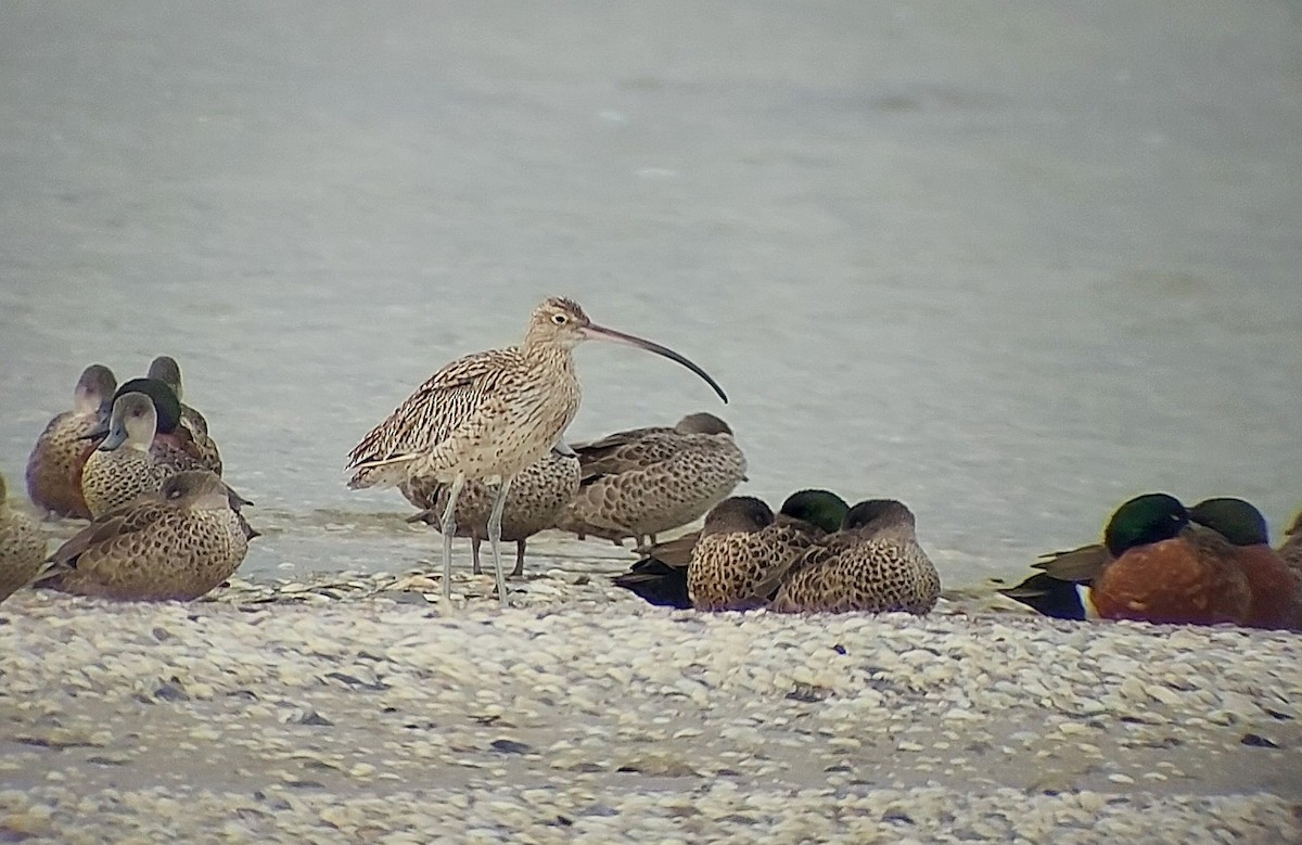 Far Eastern Curlew - Firetail Birdwatching  Tours