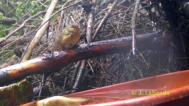 Common Chiffchaff - ML638348717