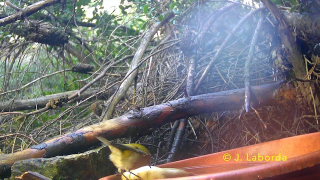 Common Firecrest - ML638348720
