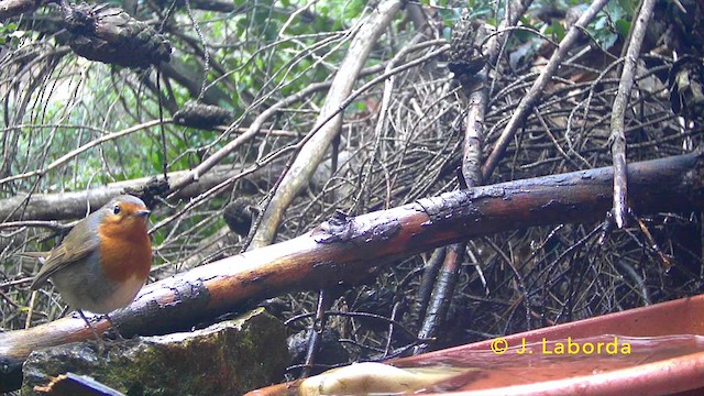 European Robin - ML638348722