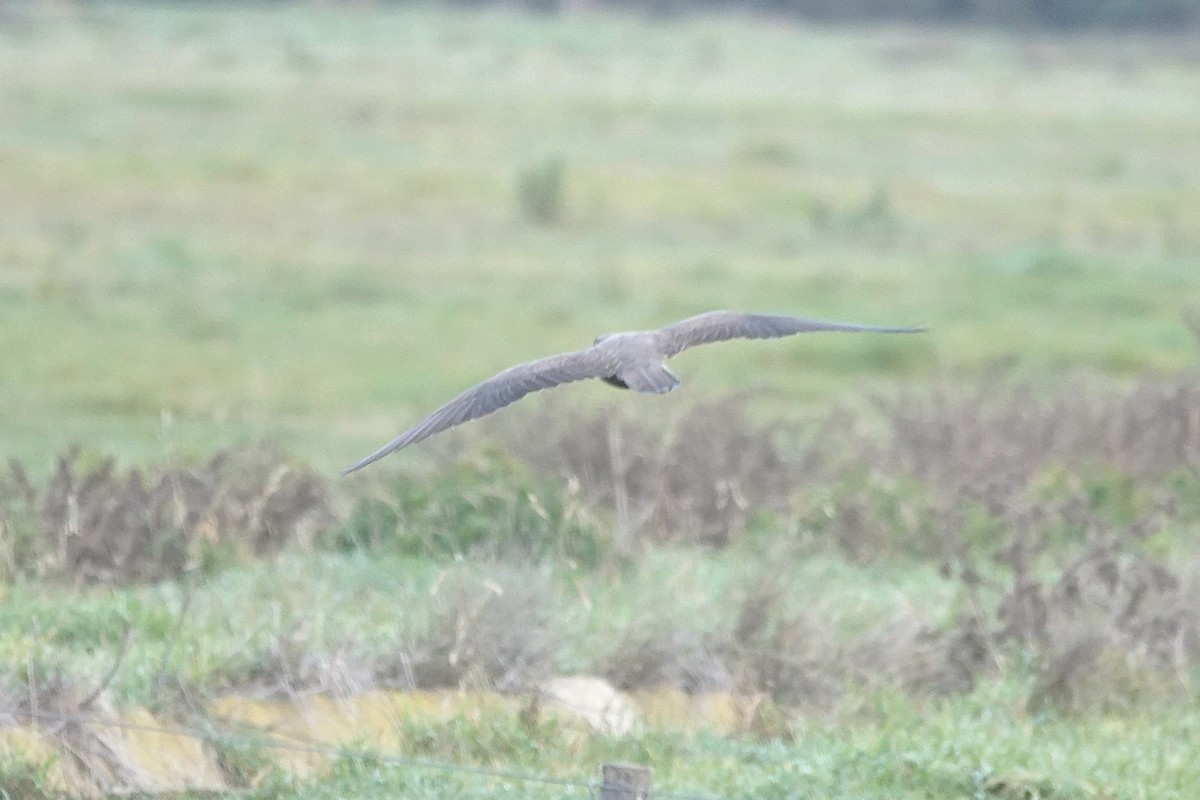 Black Falcon - ML638348723