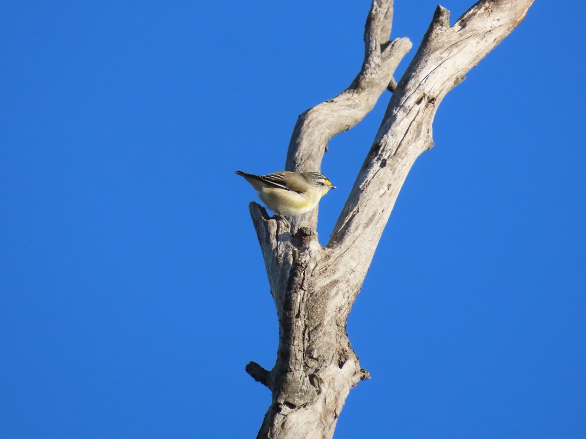 Striated Pardalote - ML638348745