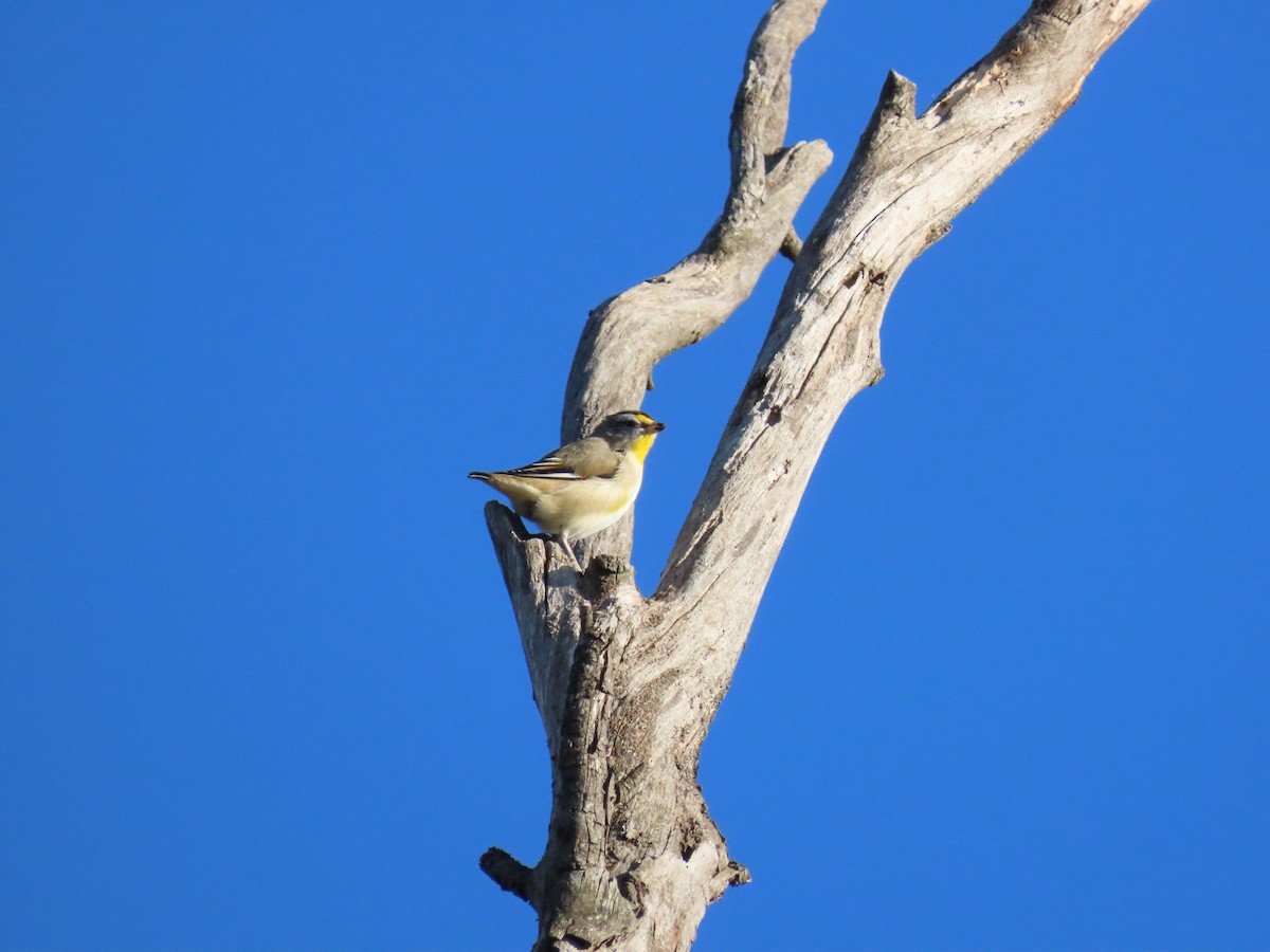 Striated Pardalote - ML638348746