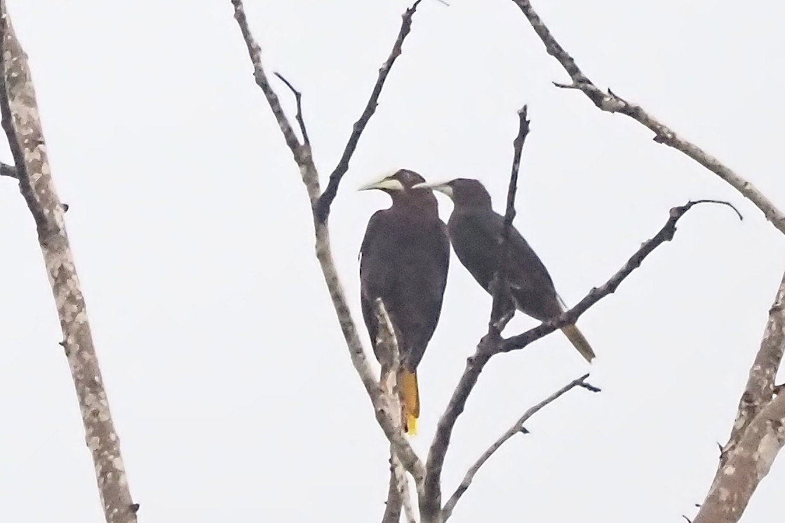 Chestnut-headed Oropendola - ML638348748