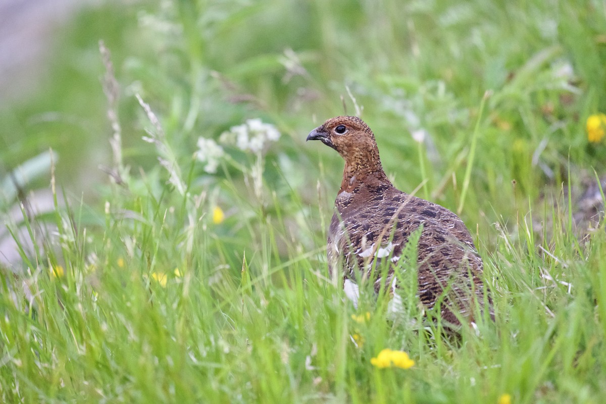 Rock Ptarmigan - ML638348793