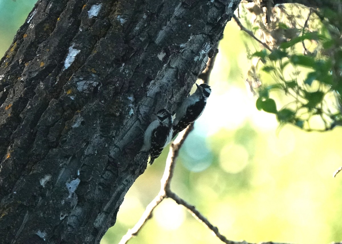 Downy Woodpecker - ML638348797