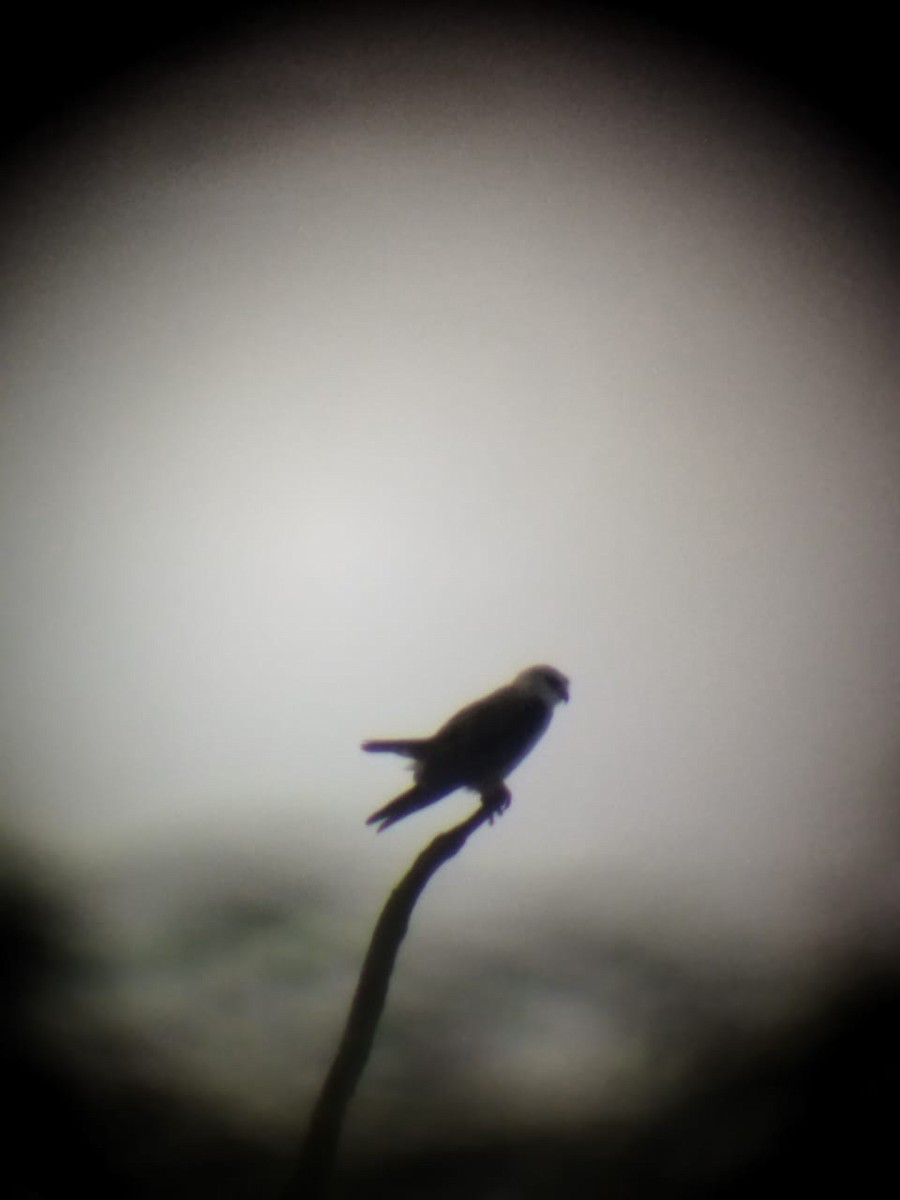 Black-winged Kite - ML638348798