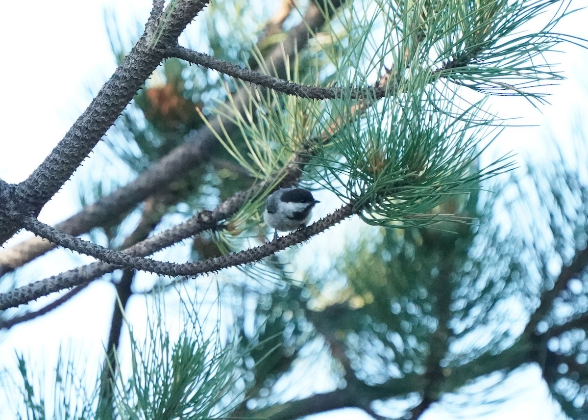 Black-capped Chickadee - ML638348799