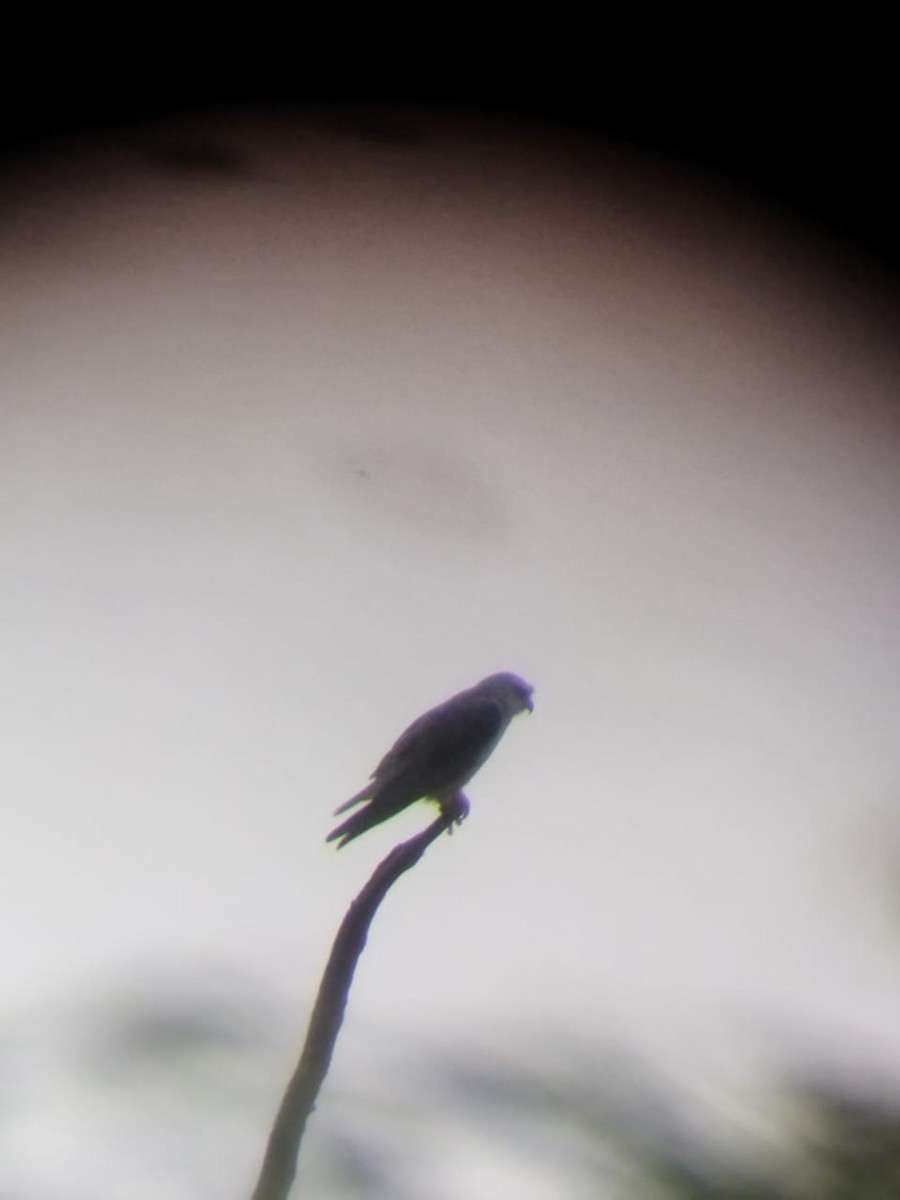 Black-winged Kite - ML638348800