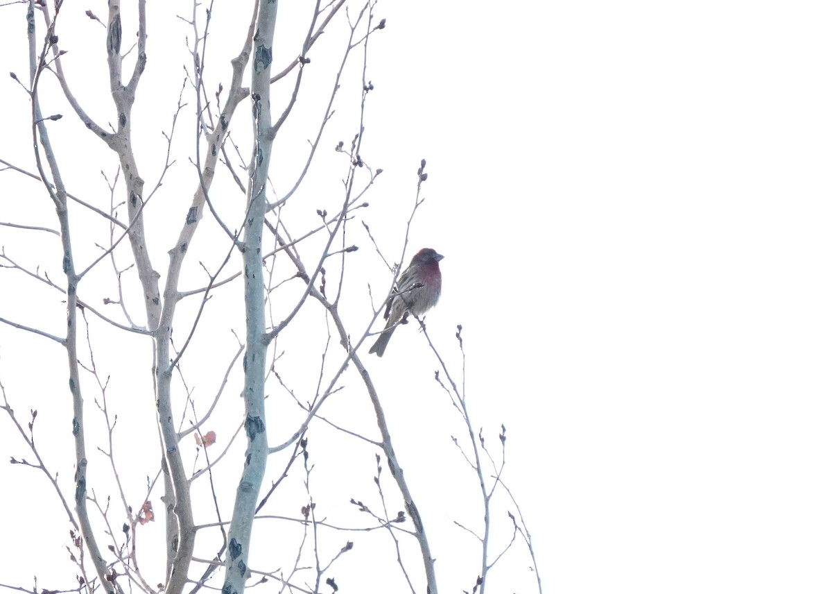 House Finch - ML638348801