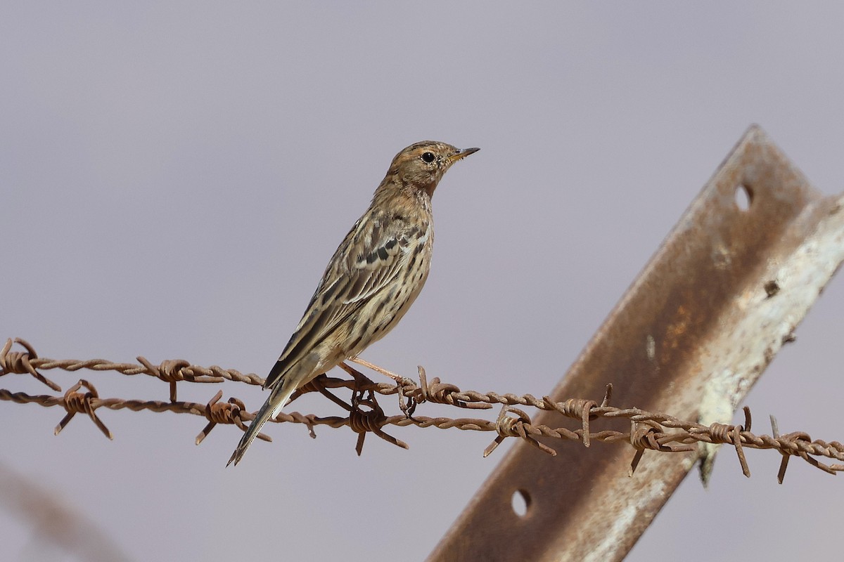 Red-throated Pipit - ML638348803
