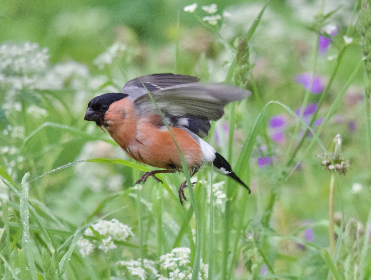 Eurasian Bullfinch - ML638348809