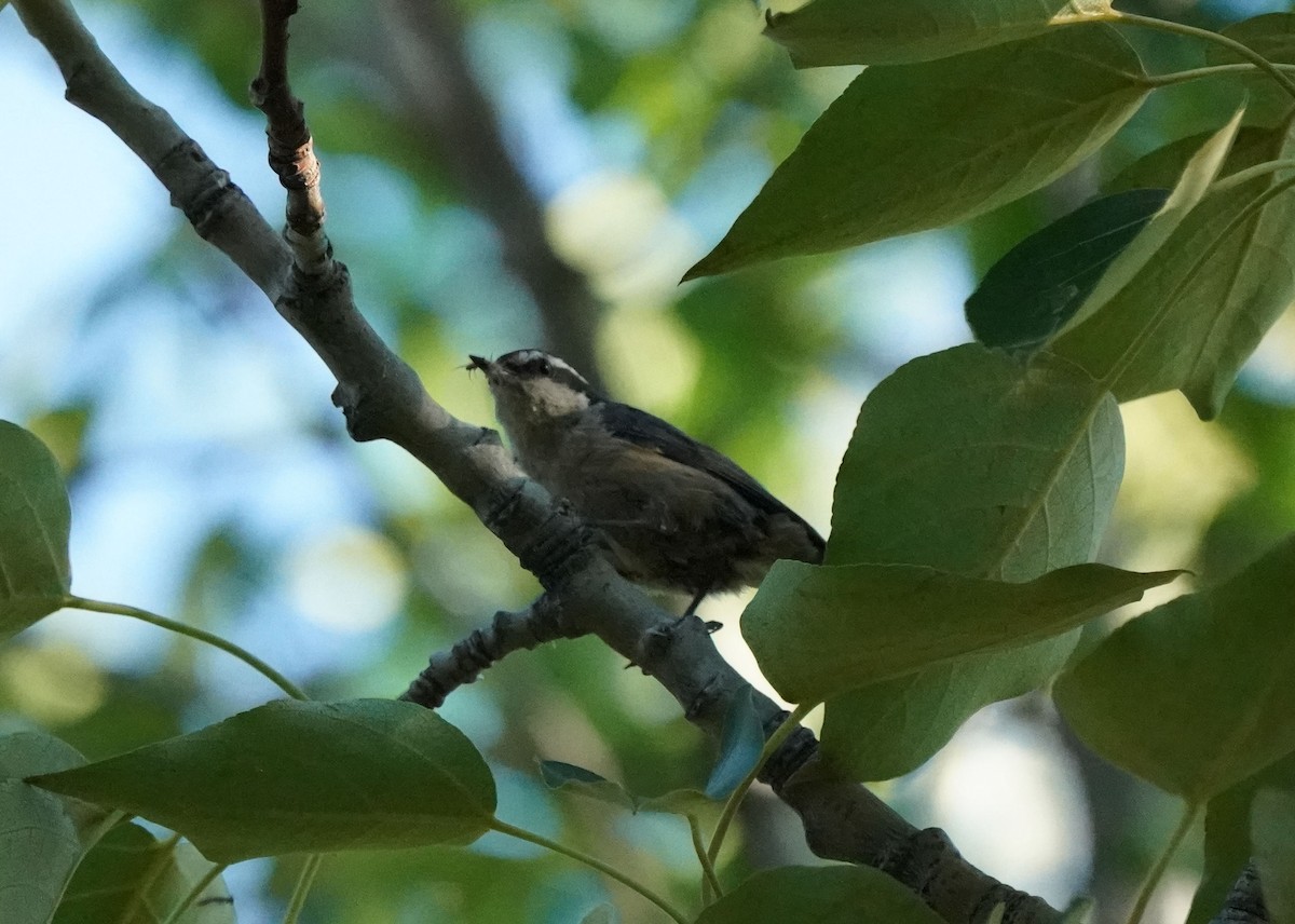 Red-breasted Nuthatch - ML638348818