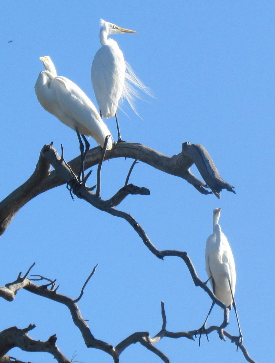 Great Egret - ML638348819