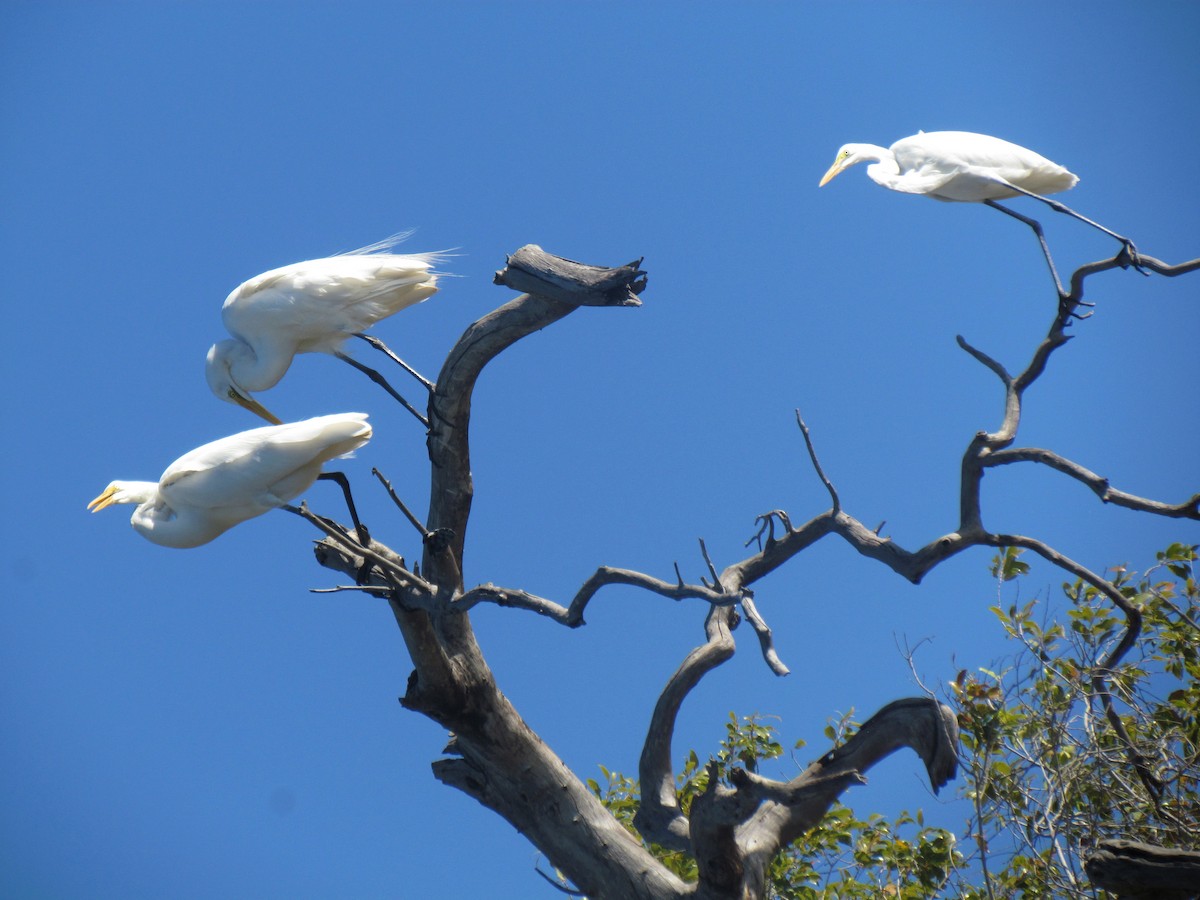 Great Egret - ML638348821