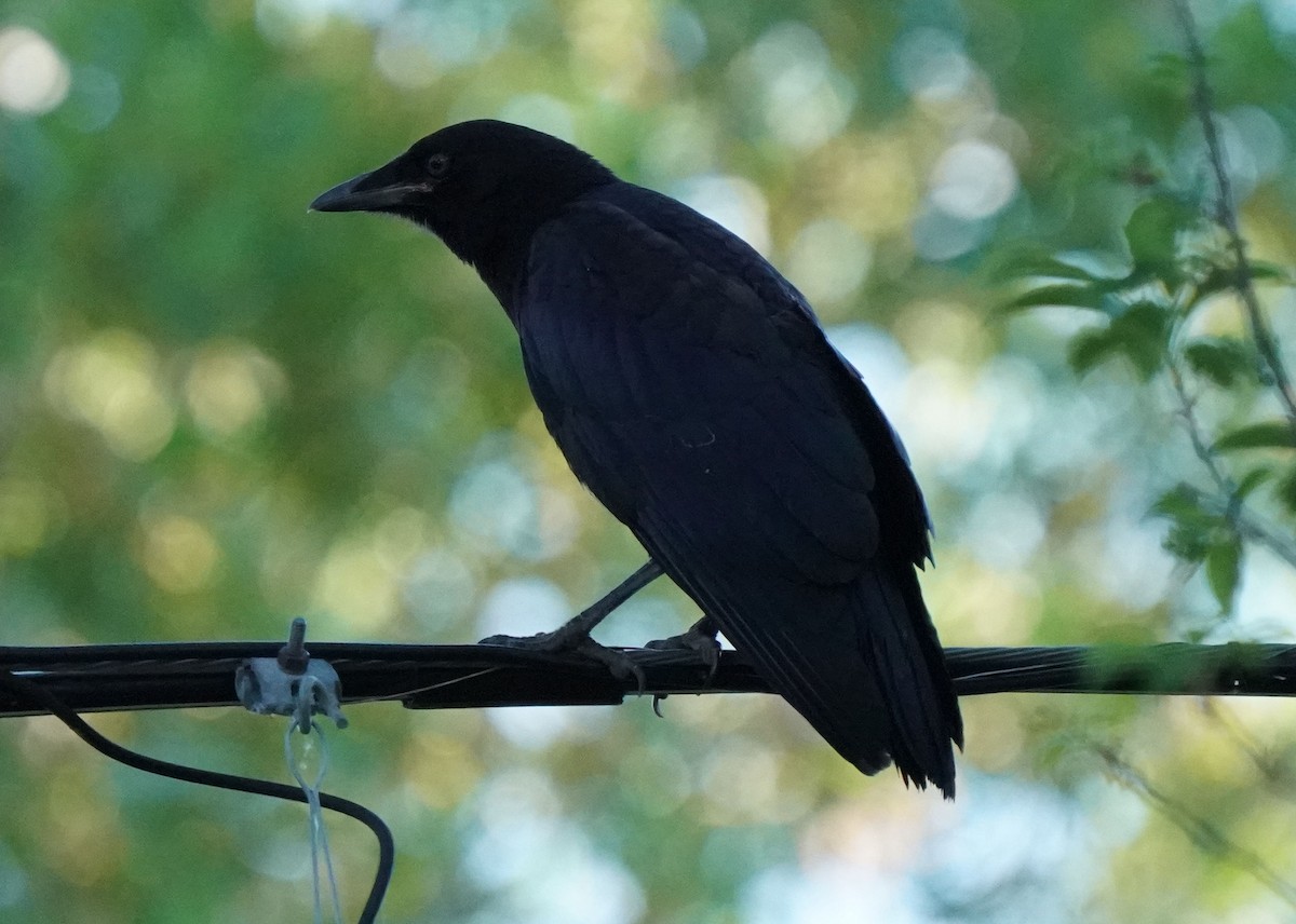 American Crow - ML638348825