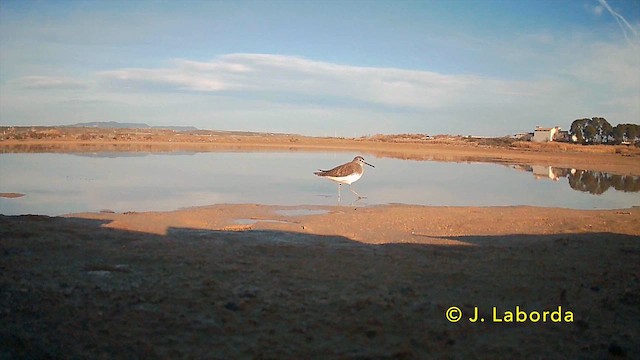 Green Sandpiper - ML638348827