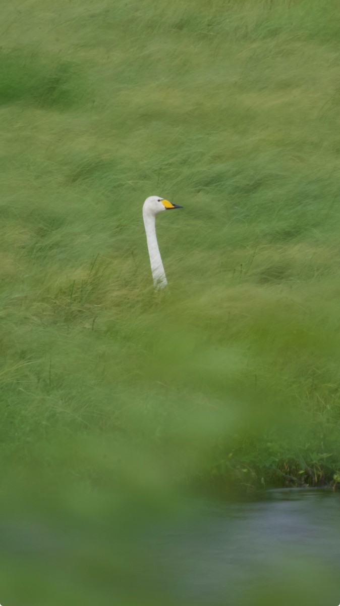 Whooper Swan - ML638348828