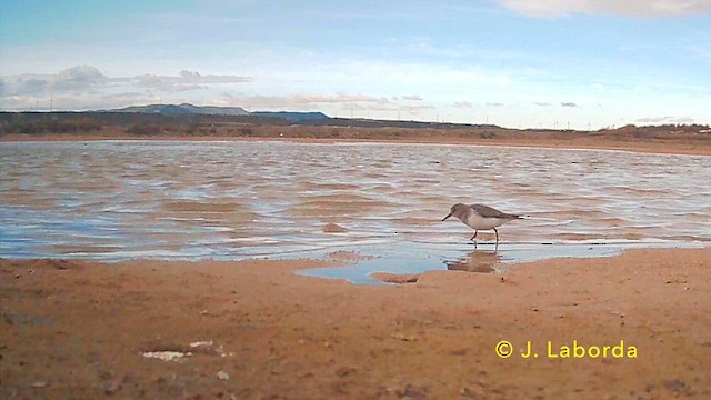 Dunlin - ML638348829