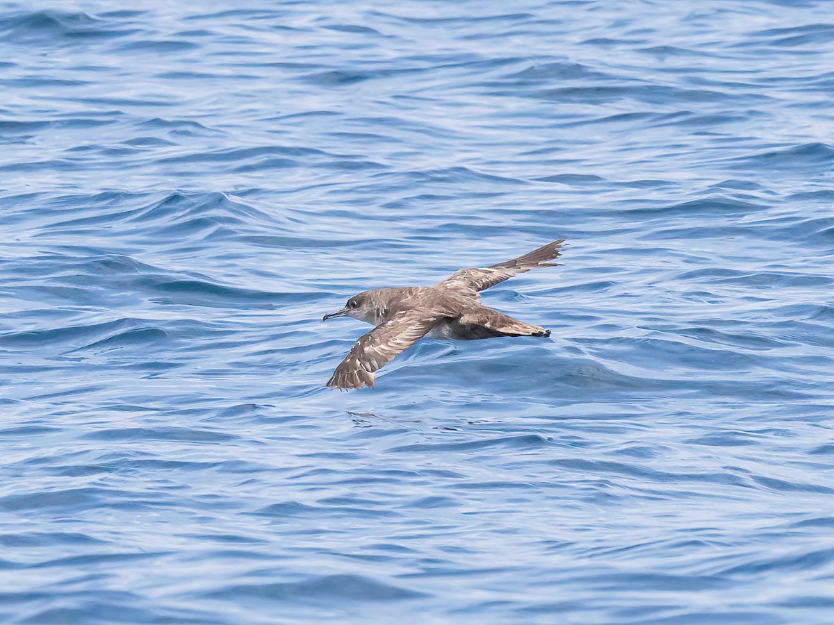 Balearic Shearwater - ML638348831